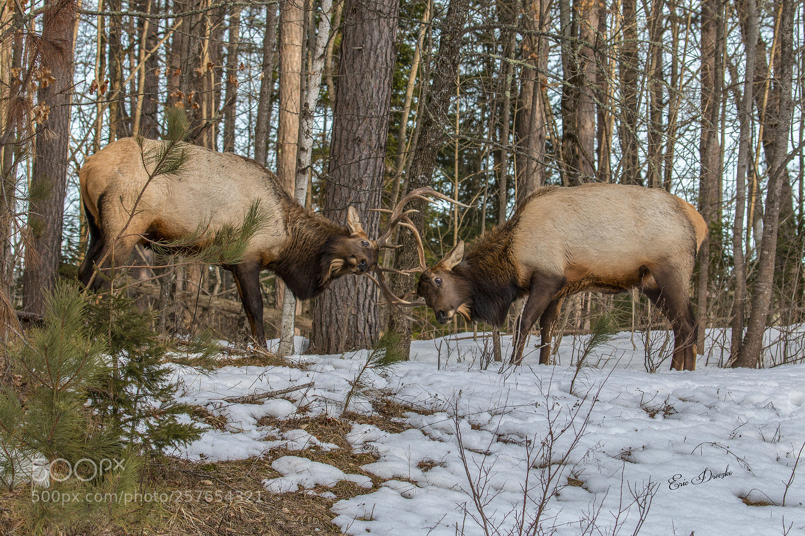 Canon EOS 70D sample photo. Bull elk photography