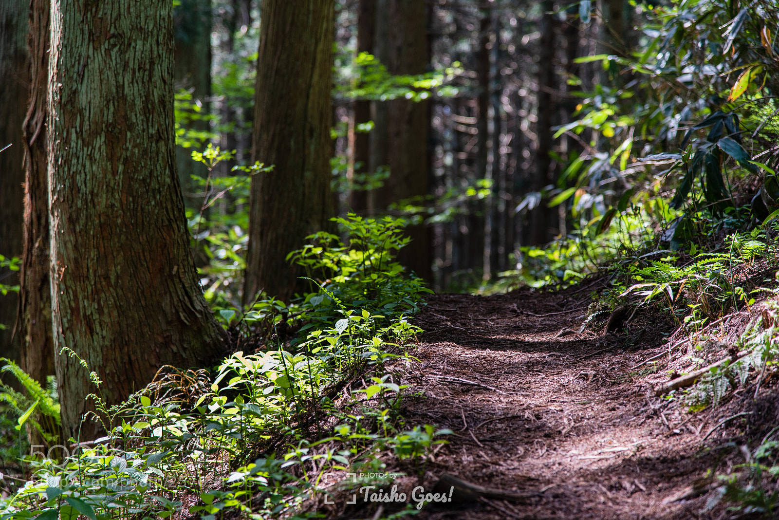 Nikon D750 sample photo. Mt. yakurai 002 photography