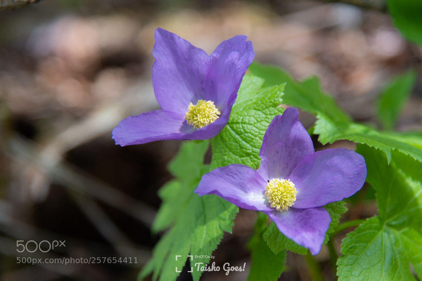 Nikon D750 sample photo. Mt. yakurai 005 photography