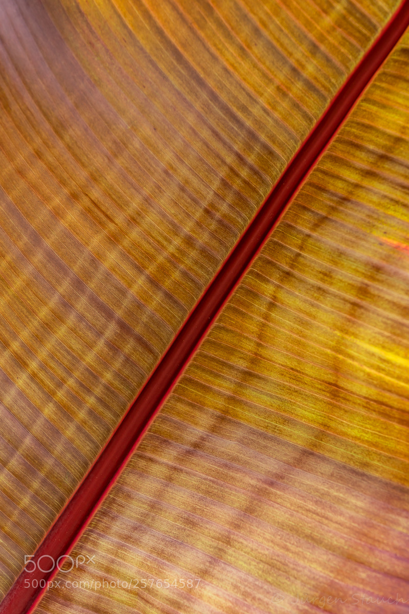 Nikon D500 sample photo. Blattansicht photography