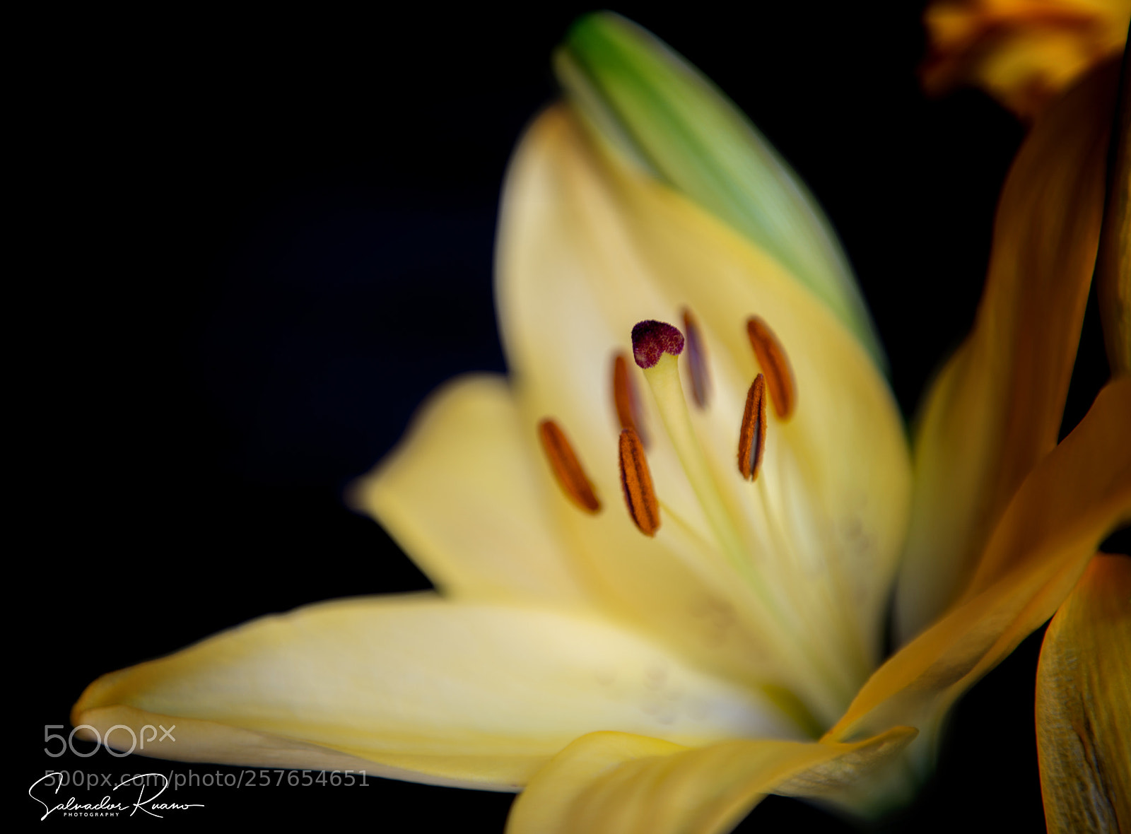 Nikon D800E sample photo. Lily flower yellow photography