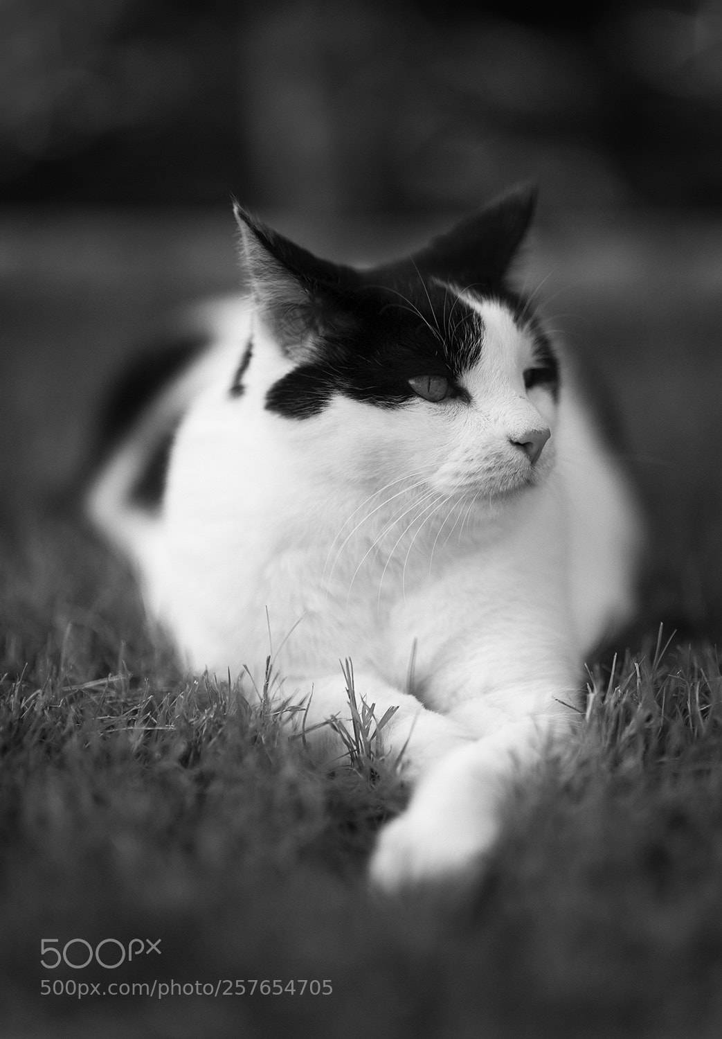 Canon EOS 6D sample photo. Boo portrait of a photography