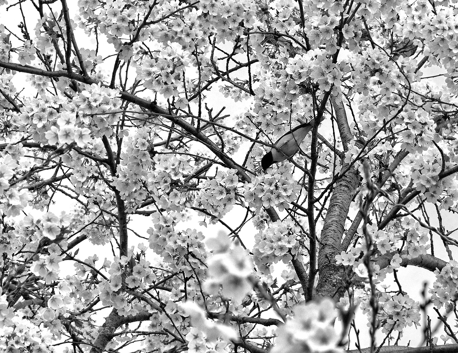 Sony a7R III sample photo. Oriole among cherry blossoms photography
