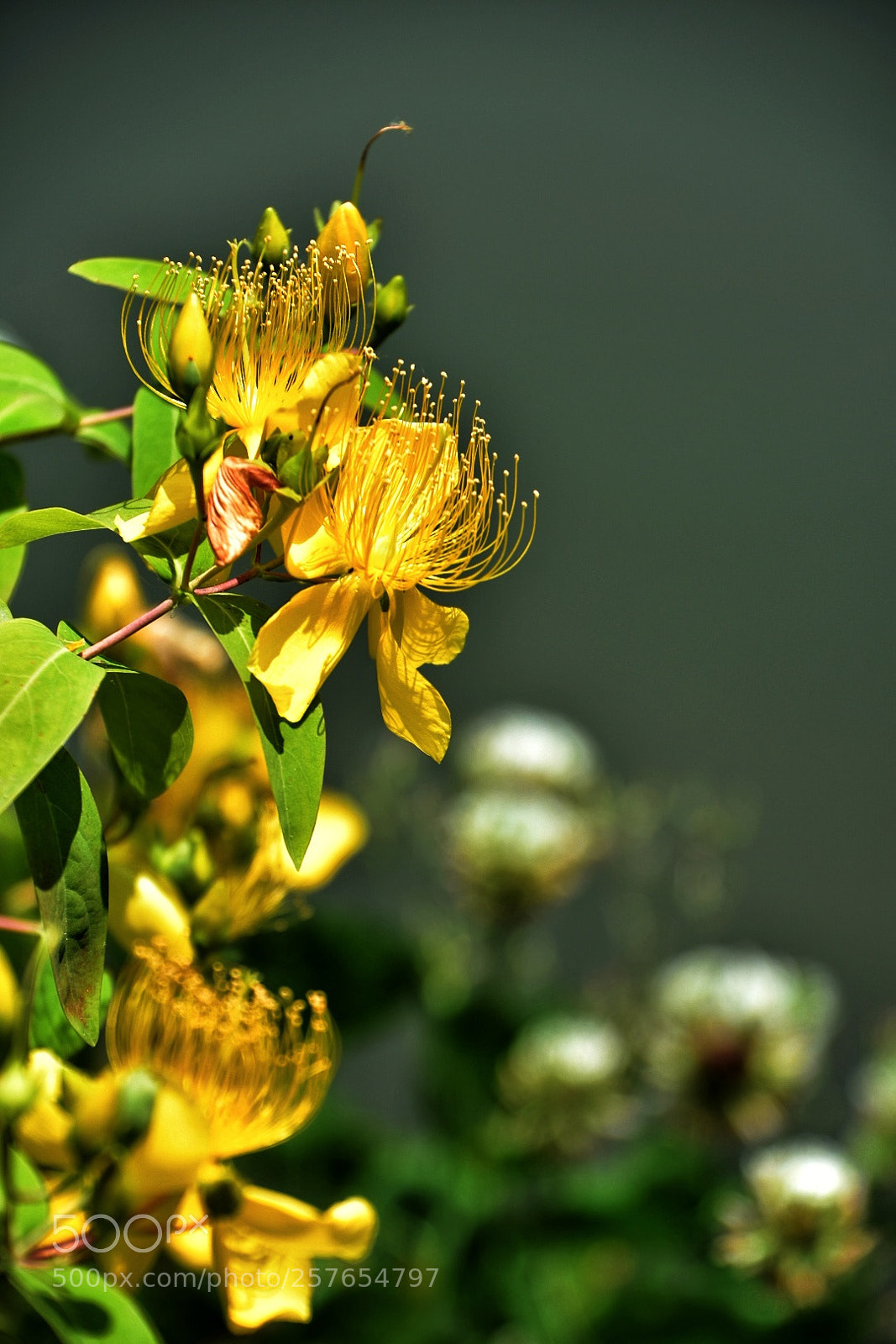 Nikon D7200 sample photo. Hypericum part2 photography