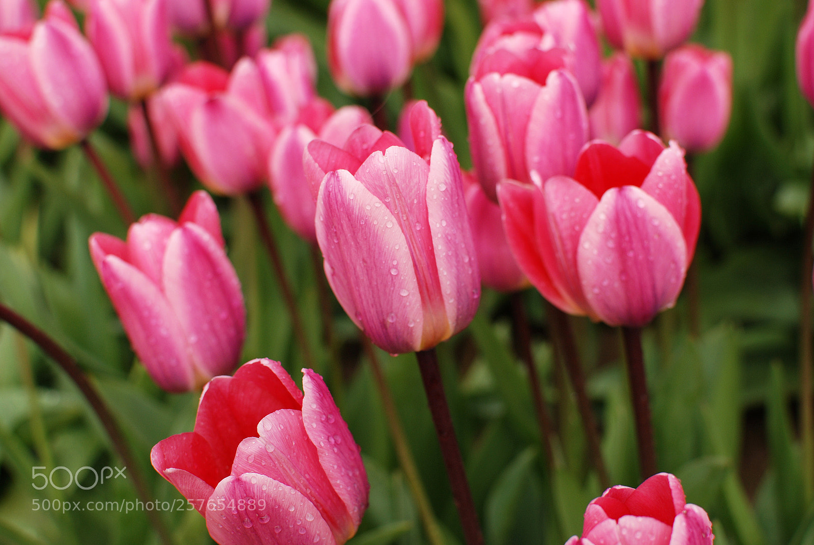 Nikon D80 sample photo. Tulips blooming photography