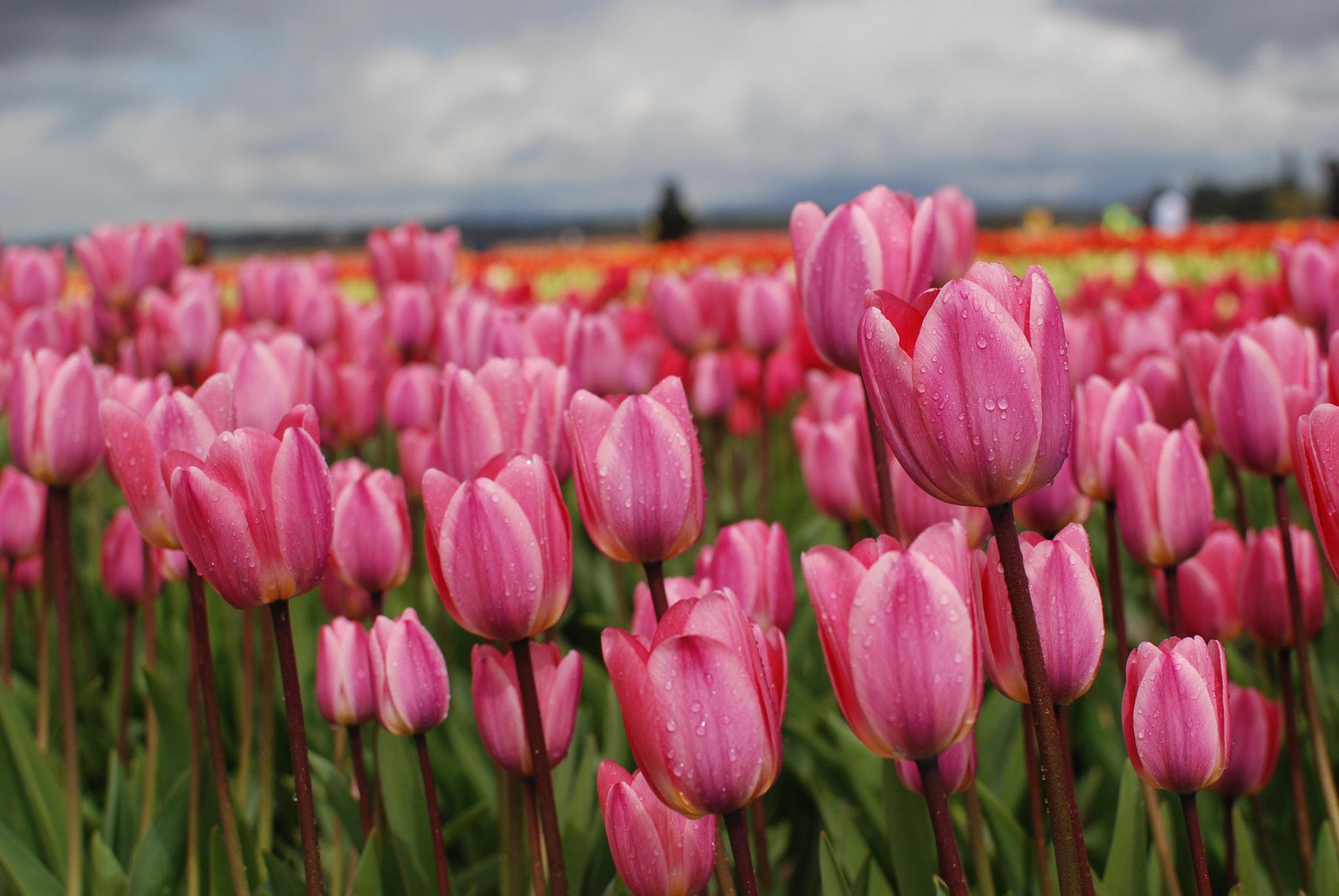 Nikon AF-S DX Nikkor 35mm F1.8G sample photo. Tulips blooming photography