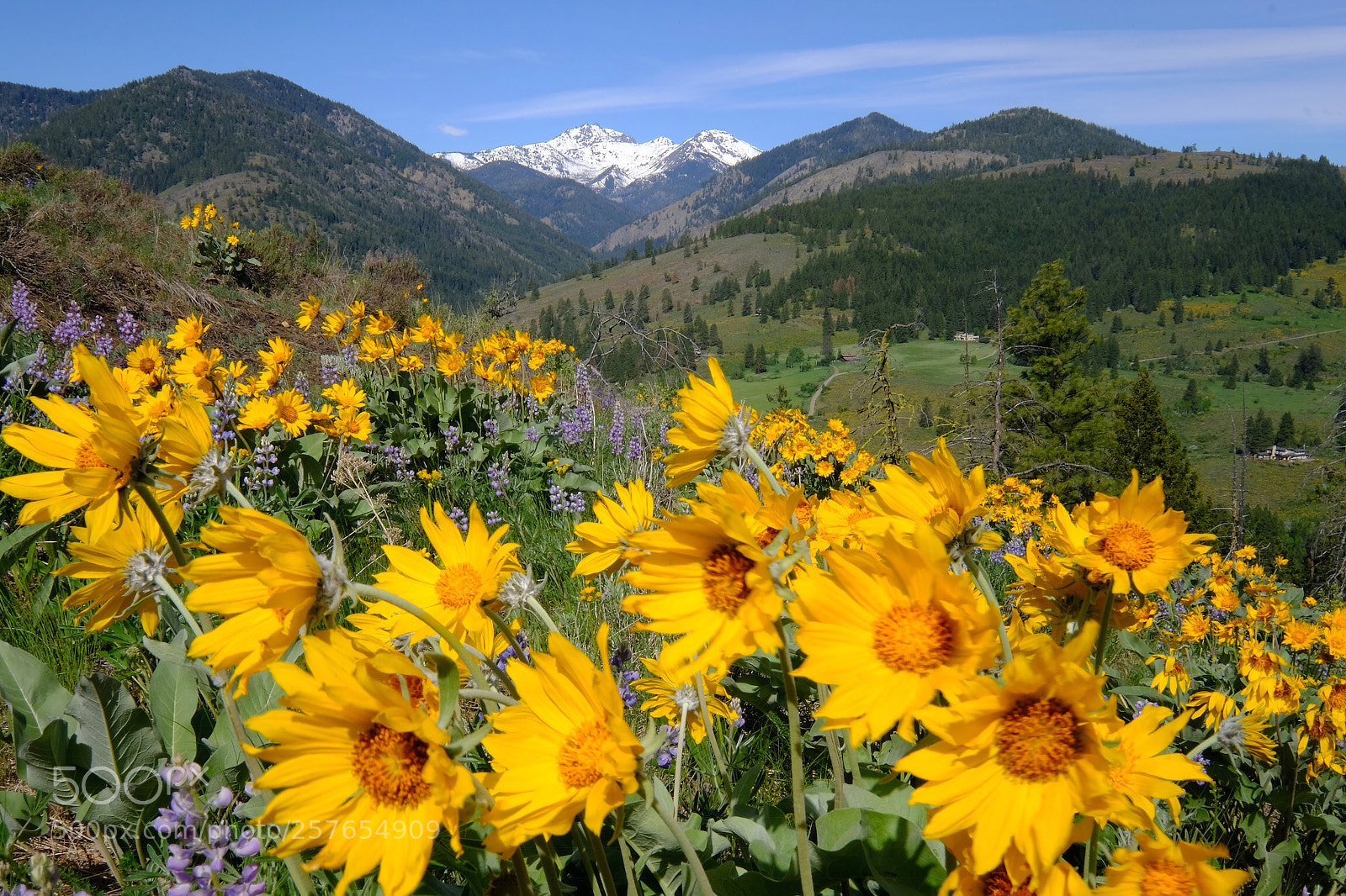 Fujifilm X-H1 sample photo. Wind & wildflowers photography