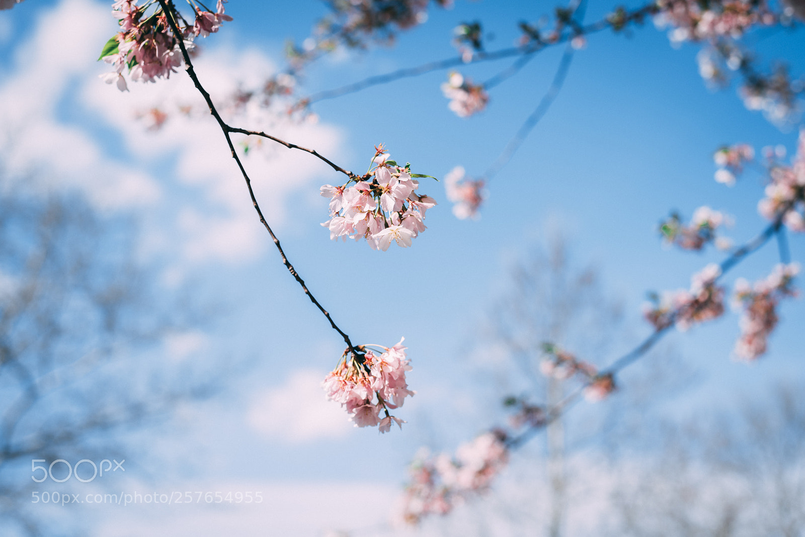 Nikon D750 sample photo. Cherry blossom festival photography