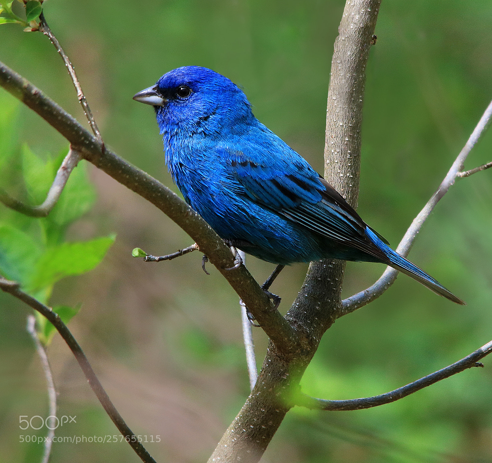 Canon EOS 750D (EOS Rebel T6i / EOS Kiss X8i) sample photo. Indigo bunting photography