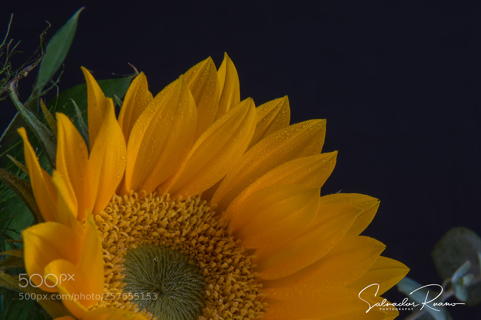 Nikon D800E sample photo. Girasol photography
