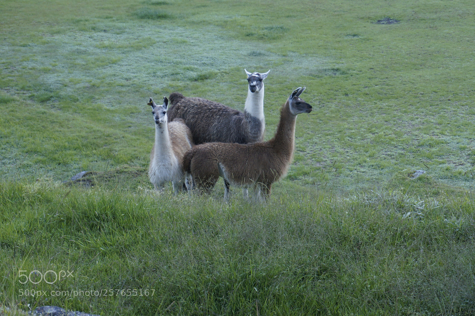 Sony Alpha NEX-5N sample photo. Three llamas in cusco photography