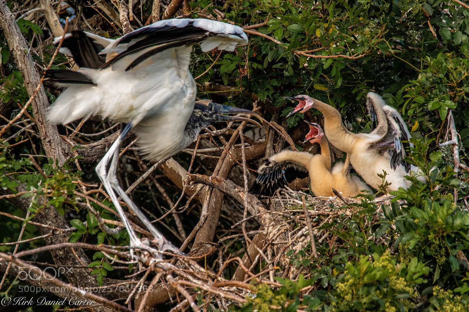 Nikon D500 sample photo. Battle on photography