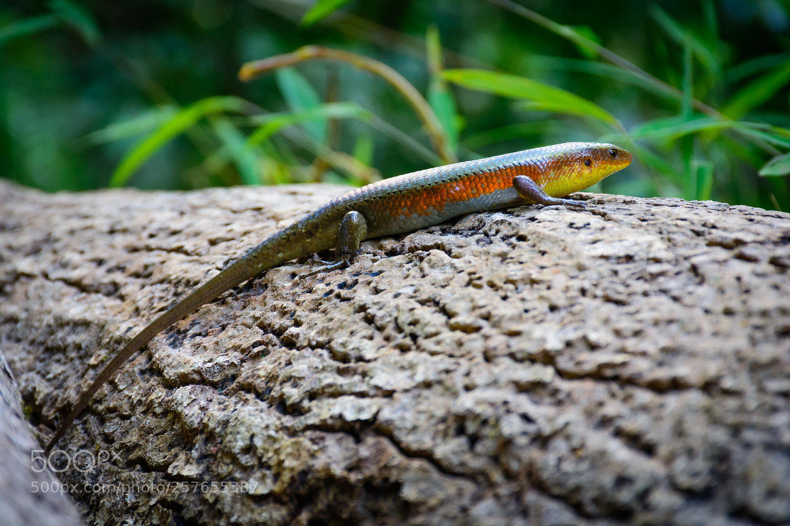 Nikon D7100 sample photo. Skink photography