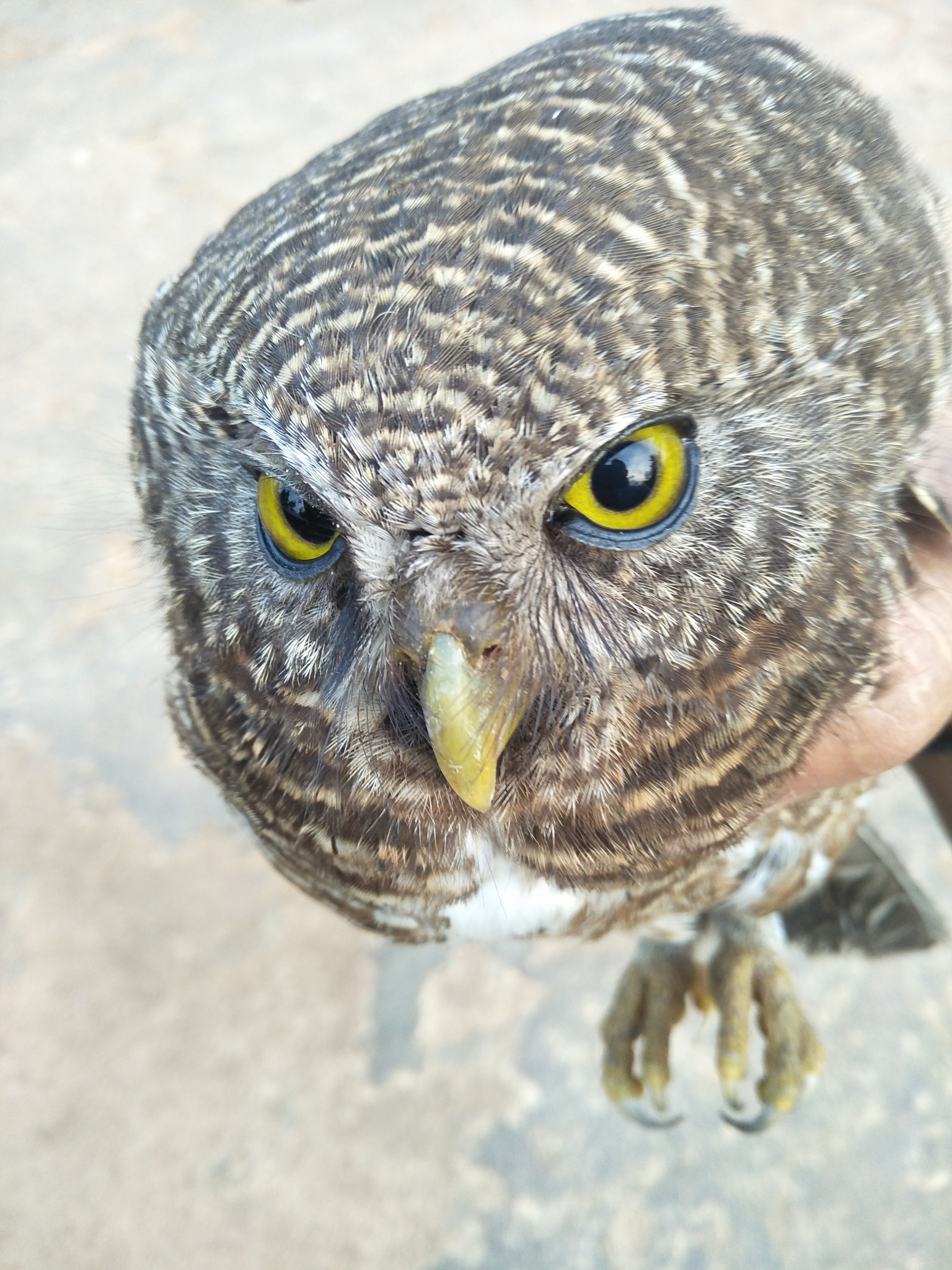 OPPO CPH1701 sample photo