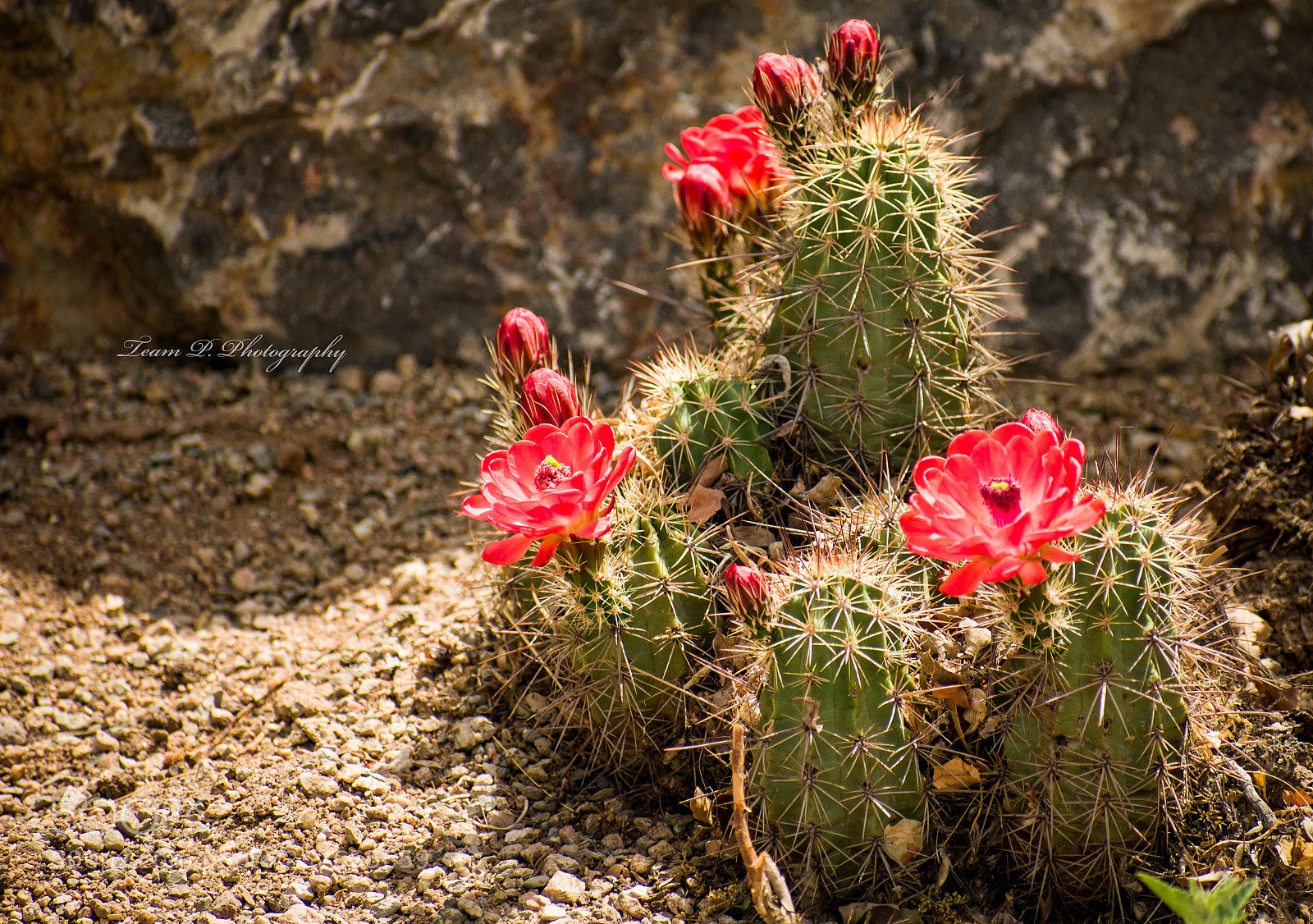 Nikon D3400 sample photo. The cactus photography