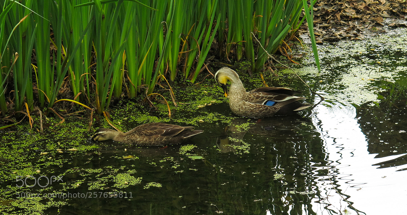 Canon PowerShot G16 sample photo. Pair of ducks photography