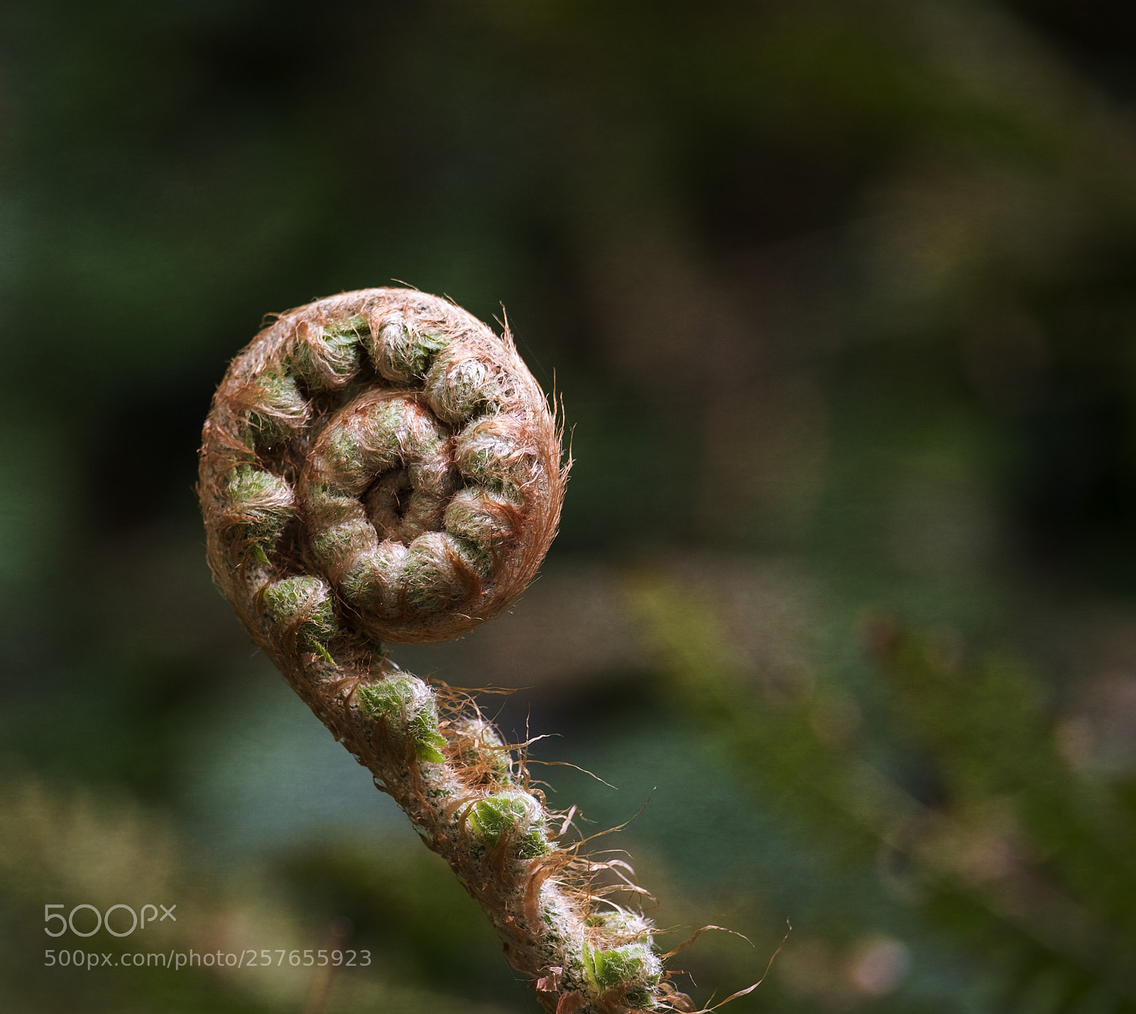 Fujifilm X-T2 sample photo. Fern photography