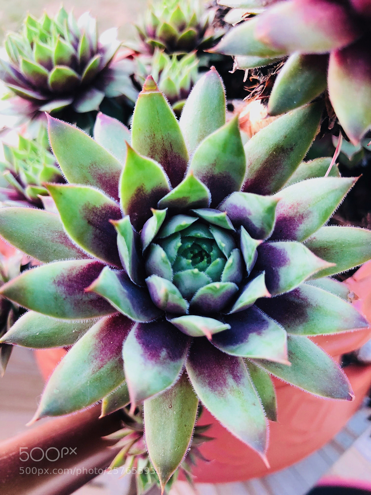 Apple iPhone X sample photo. Succulent 3 photography