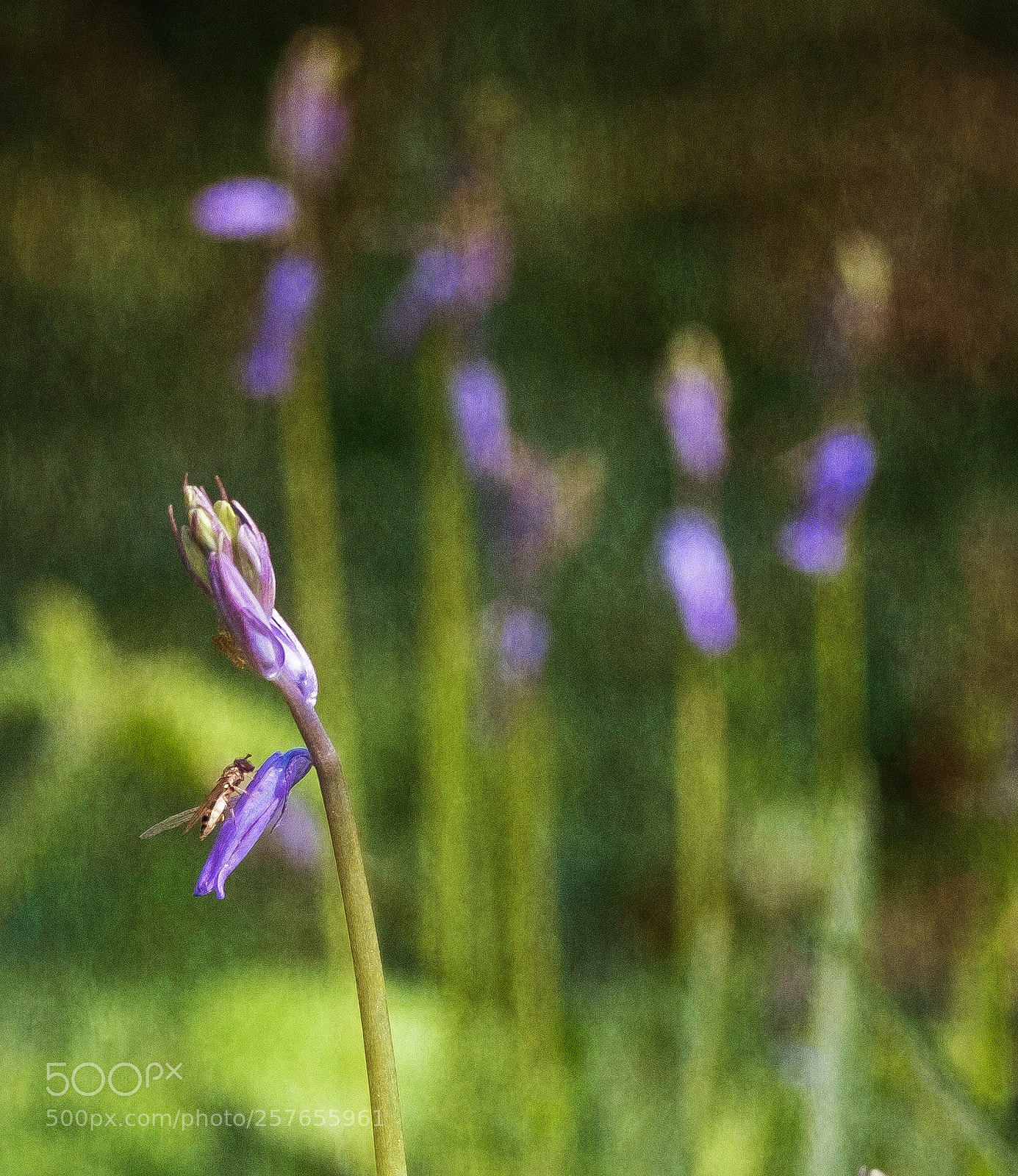 Fujifilm X-T2 sample photo. V photography