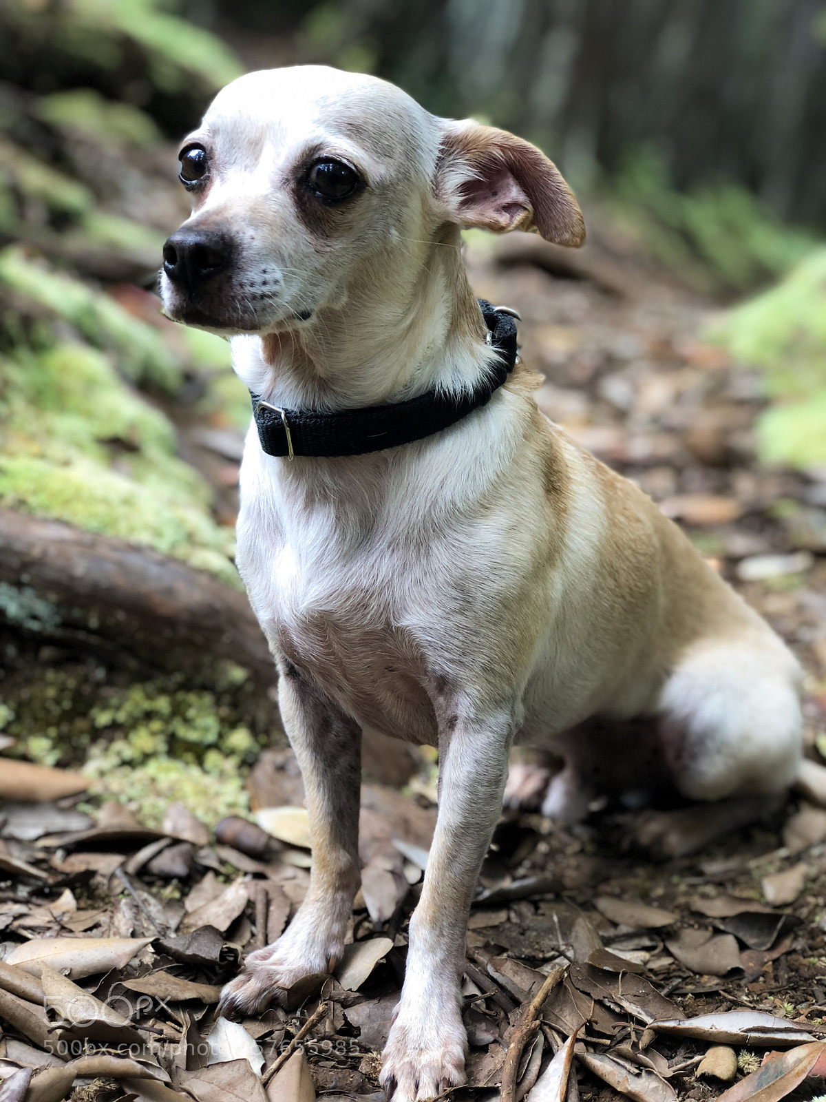 Apple iPhone 8 Plus sample photo. Untitled photography