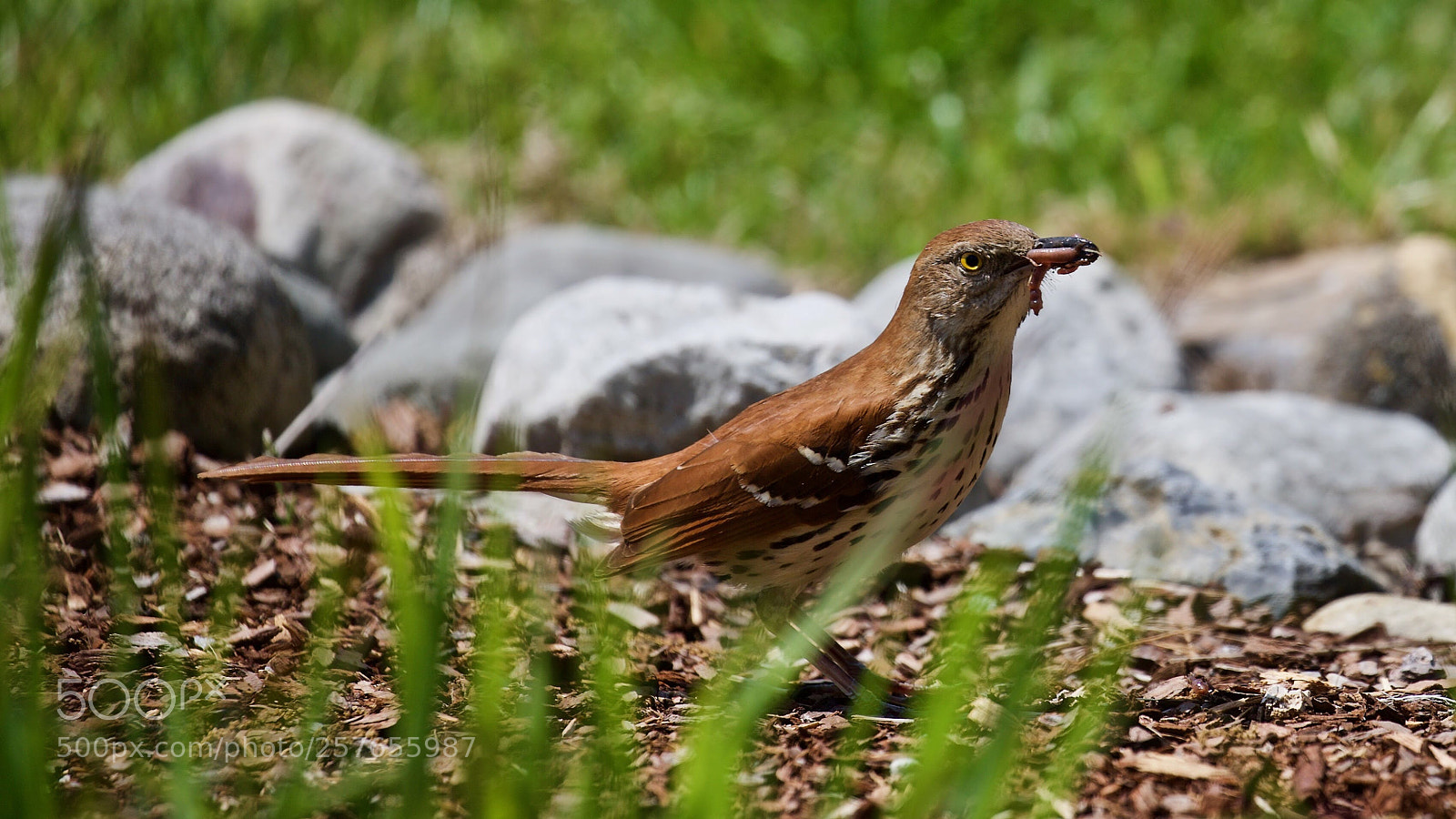 Canon EOS-1D X sample photo. Early bird gets... photography