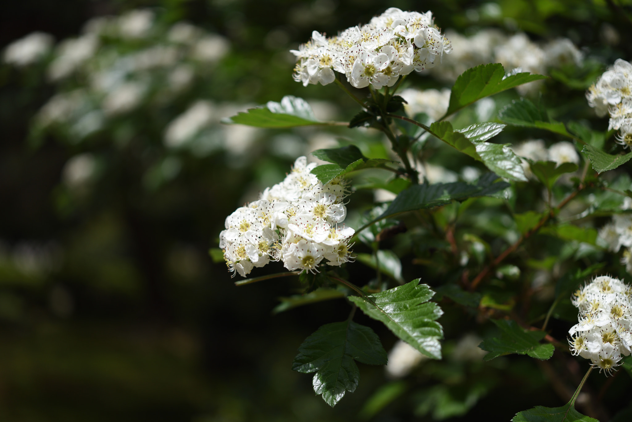 Nikon D750 + Nikon AF-S Micro-Nikkor 60mm F2.8G ED sample photo. サンザシの花 兼六園 (3) photography