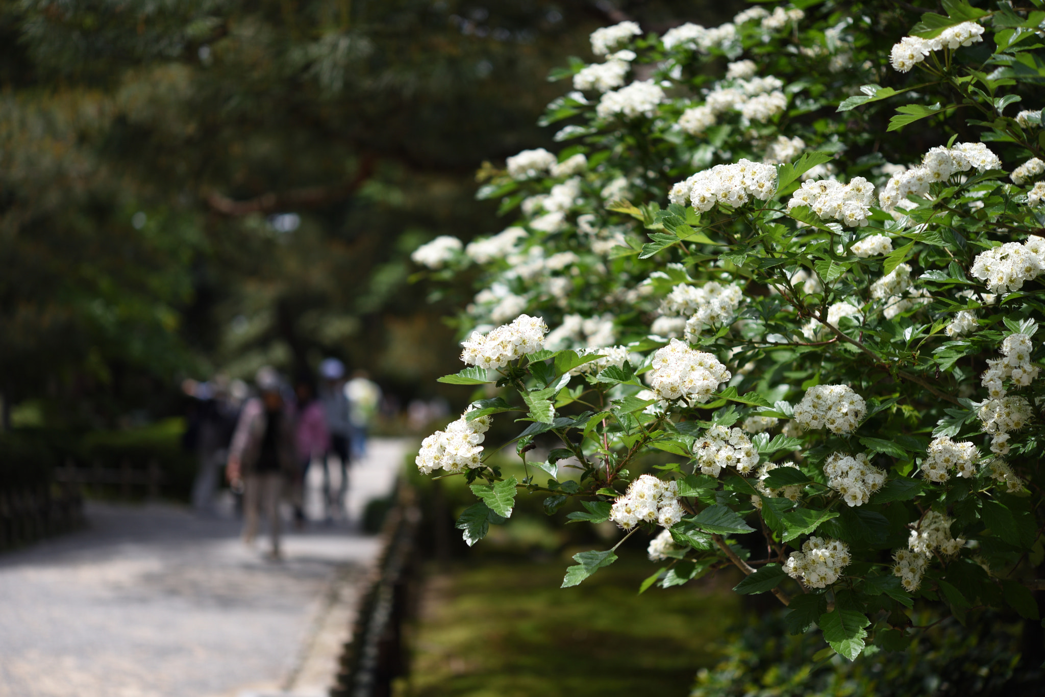 Nikon D750 + Nikon AF-S Micro-Nikkor 60mm F2.8G ED sample photo. サンザシの花 兼六園 (2) photography