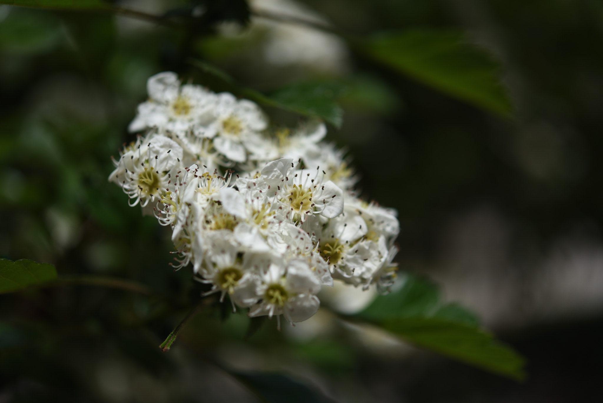 Nikon D750 + Nikon AF-S Micro-Nikkor 60mm F2.8G ED sample photo. サンザシの花 兼六園 photography