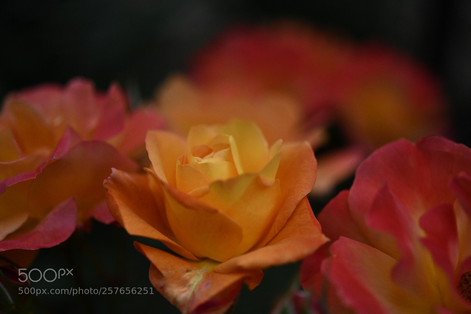 Nikon D850 sample photo. Untitled photography