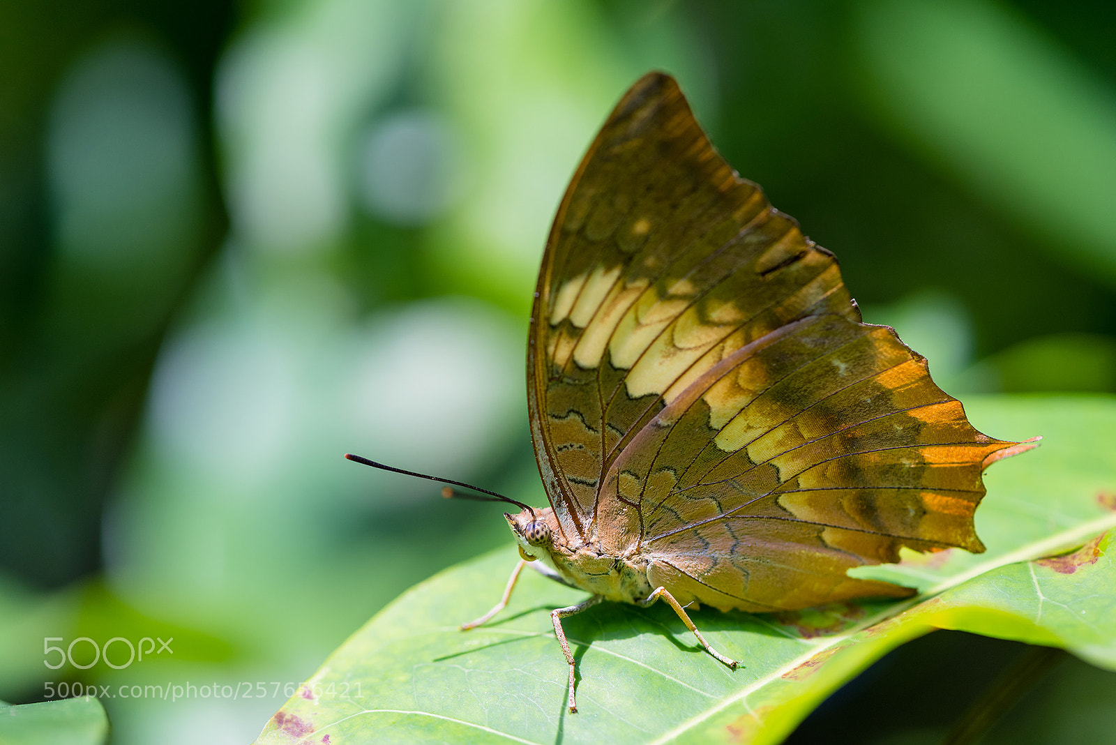 Nikon D810 sample photo. Charaxes bernardus photography