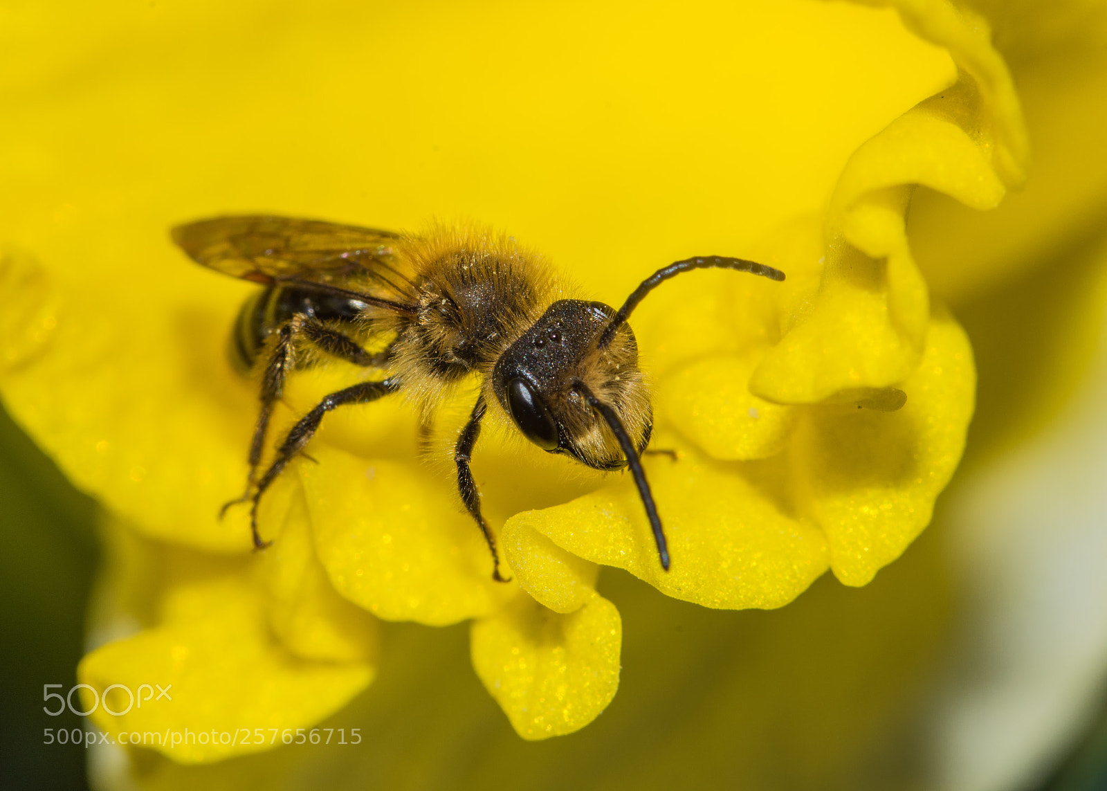 Nikon D7200 sample photo. Miner bee on daffodil photography