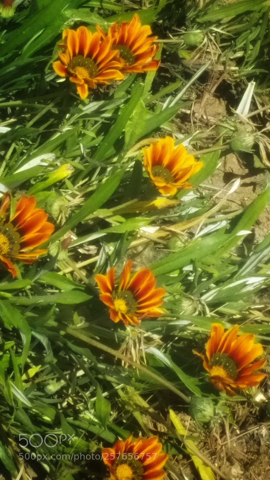 Samsung Galaxy Note4 sample photo. Beautiful bunch photography