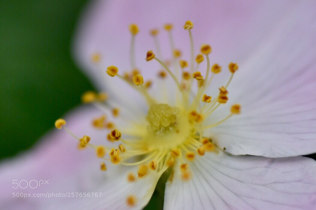 Nikon D7200 sample photo. Rose photography