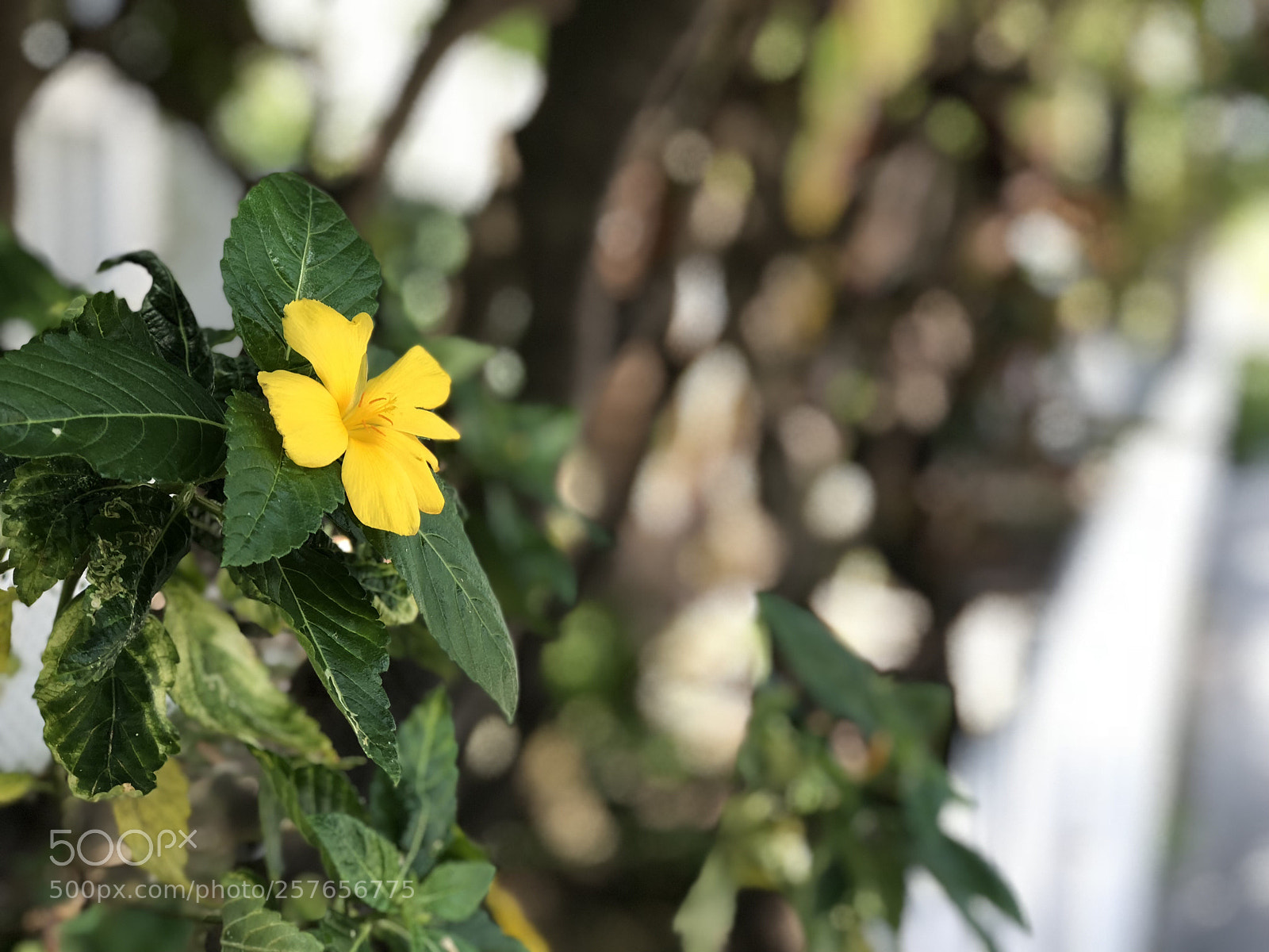 Apple iPhone 8 Plus sample photo. Fleur  photography