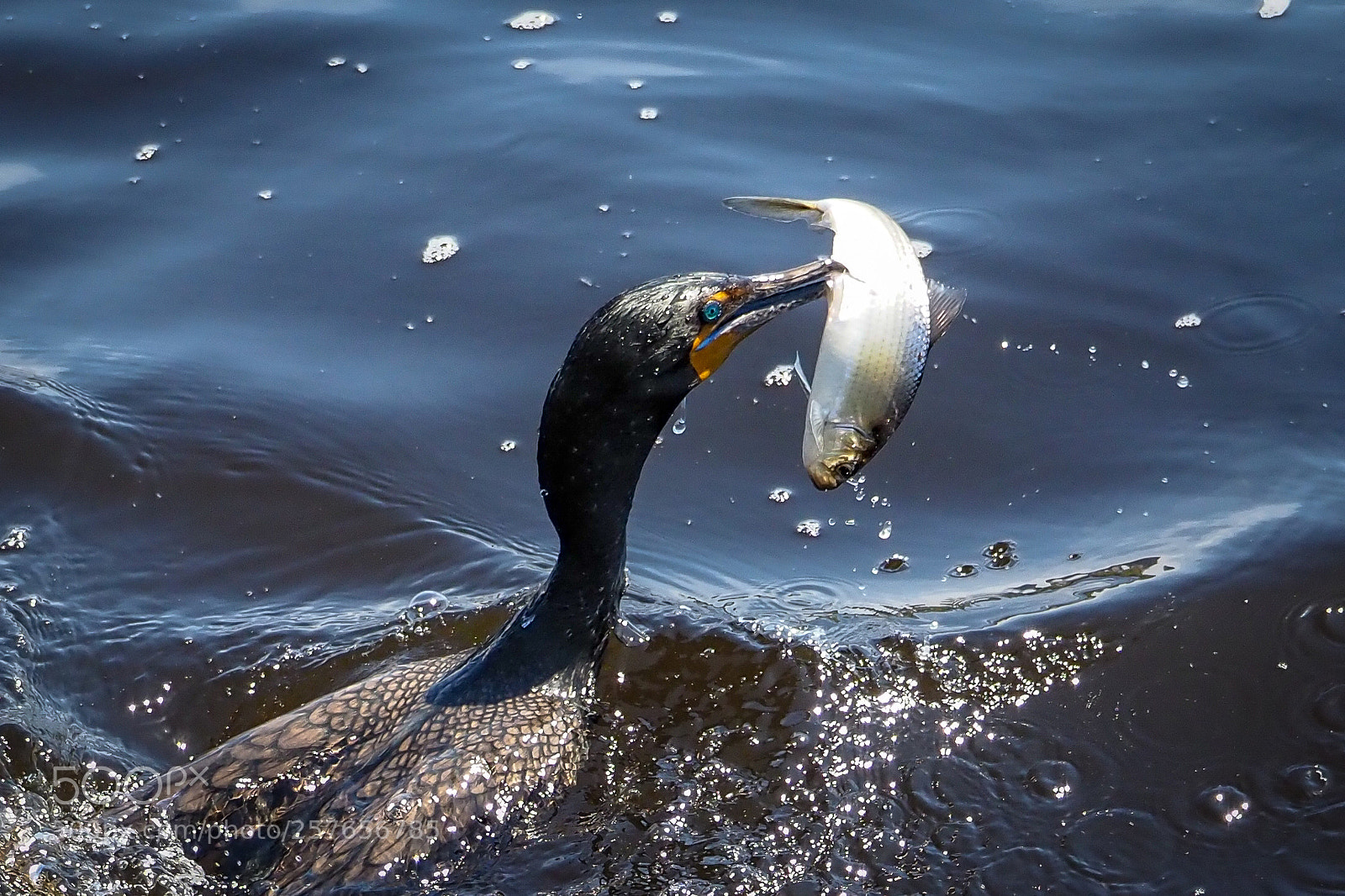 Olympus OM-D E-M1 Mark II sample photo. Cormorant eating fish photography