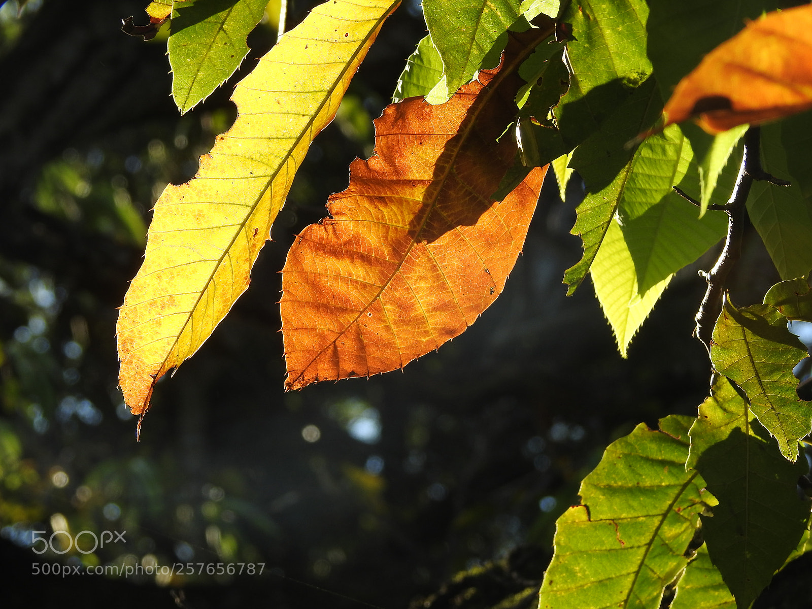 Nikon Coolpix P900 sample photo. Luz de outono photography