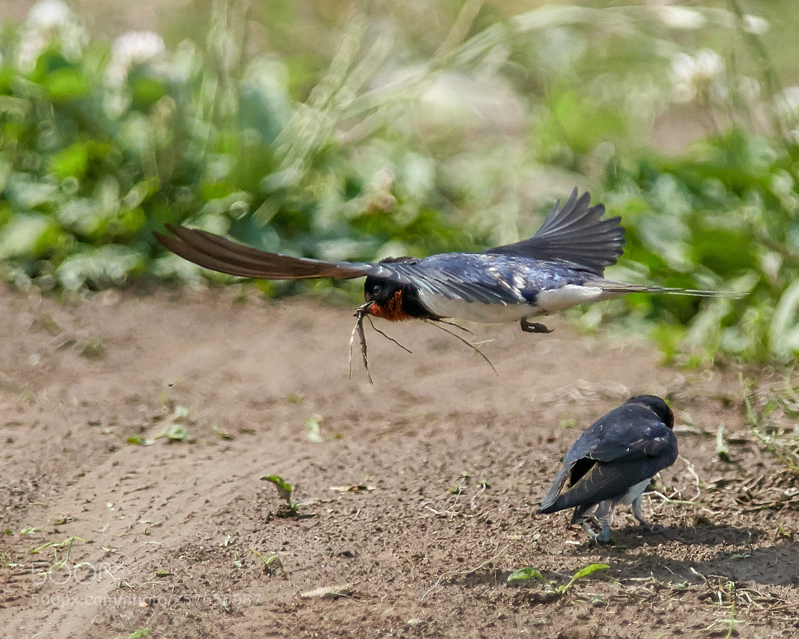 Nikon D500 sample photo. Swallows photography