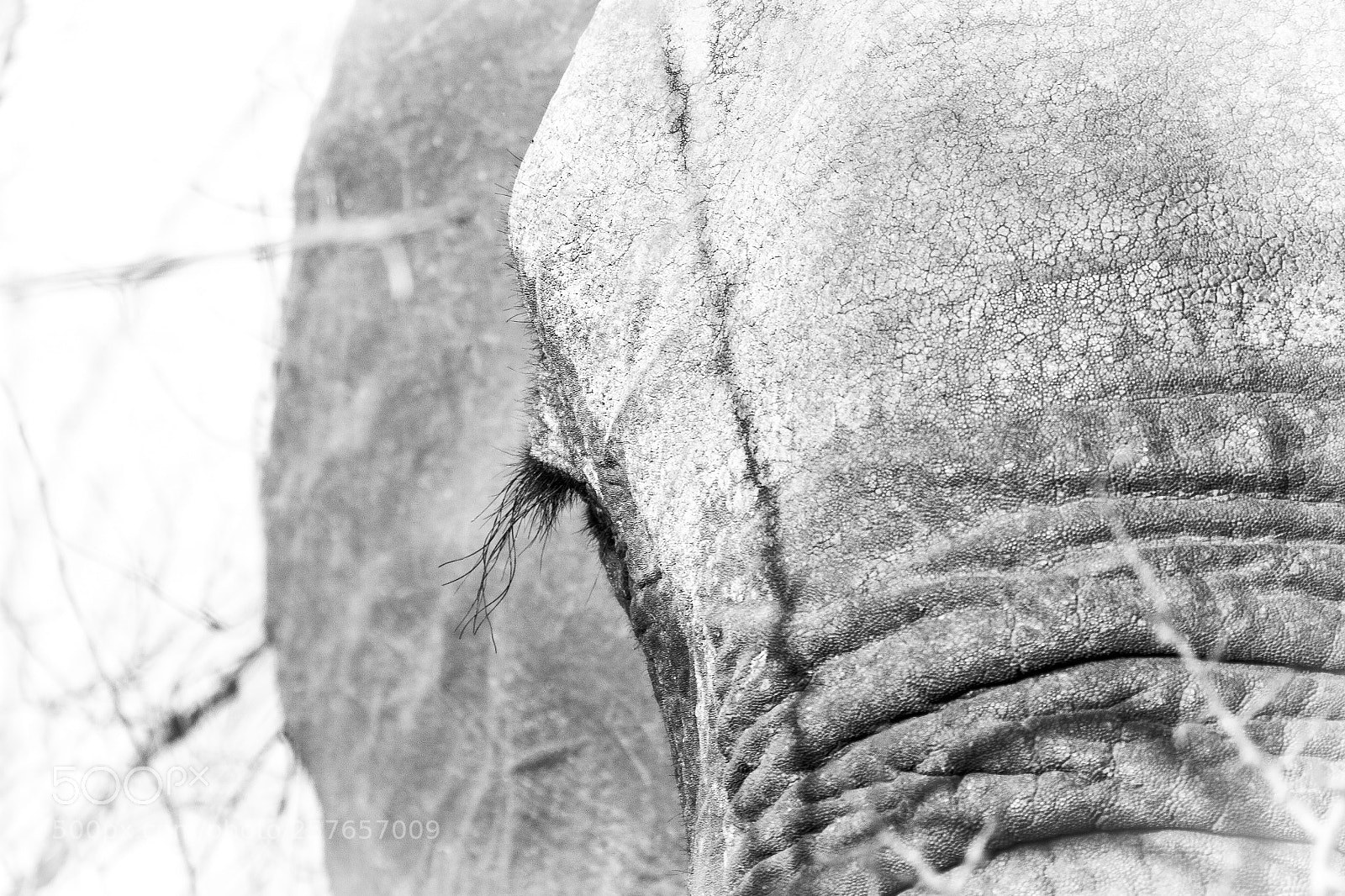 Canon EOS 7D sample photo. Elephant eye photography