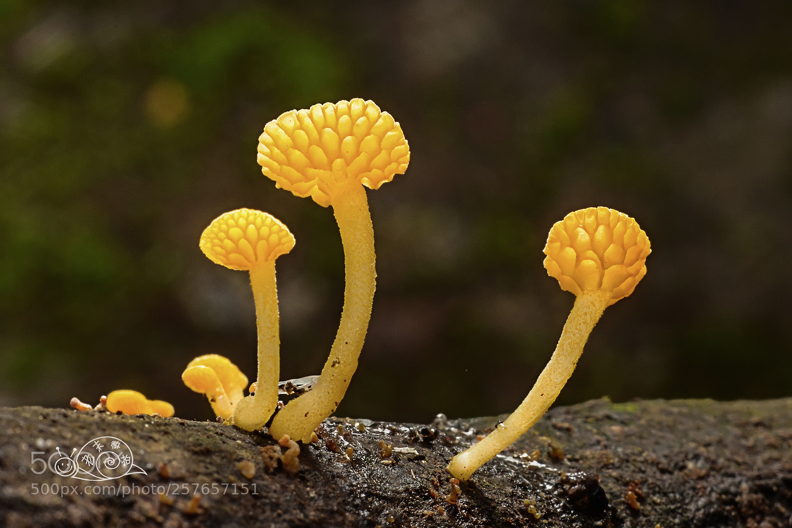 Nikon D7100 sample photo. Small mushrooms on a photography