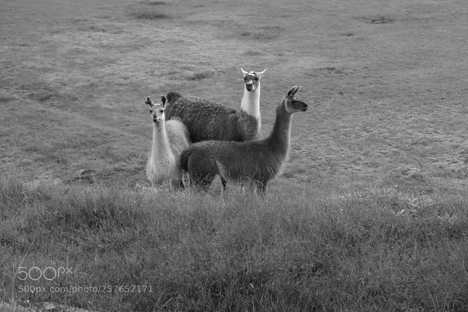 Sony Alpha NEX-5N sample photo. Bw three llamas photography