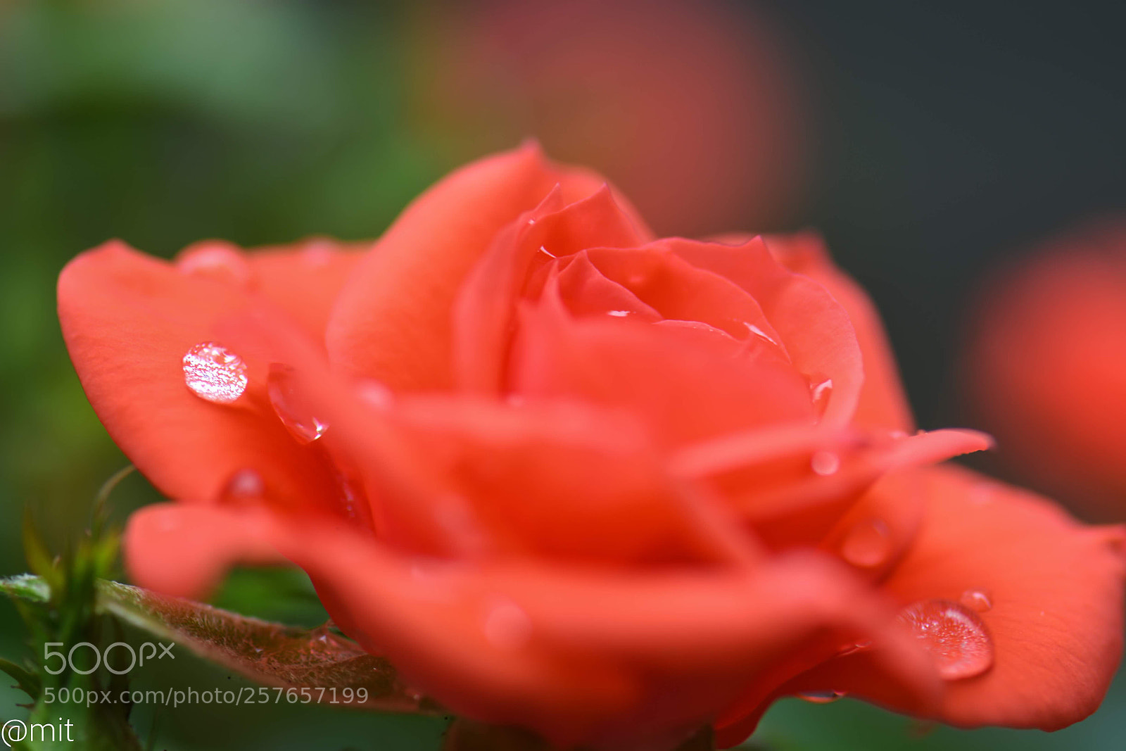 Nikon D7200 sample photo. Rose photography