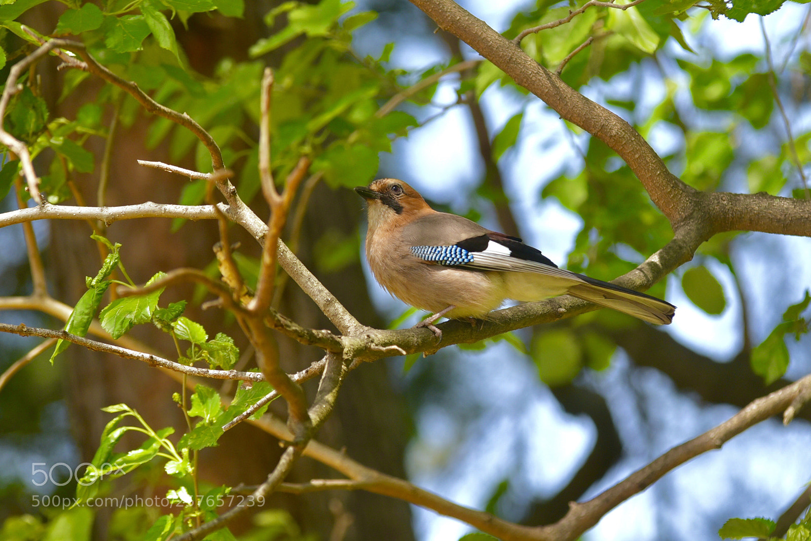 Nikon D750 sample photo. Bird !!  photography