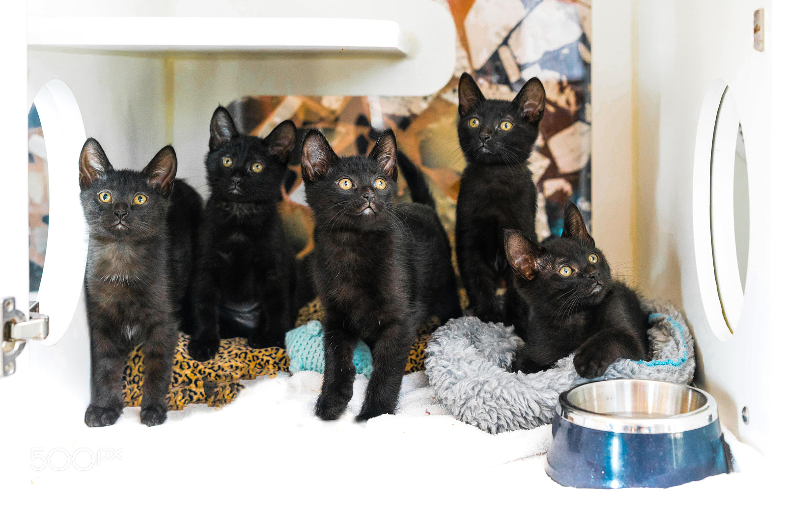 Sony a7R III sample photo. Kitten family portrait photography