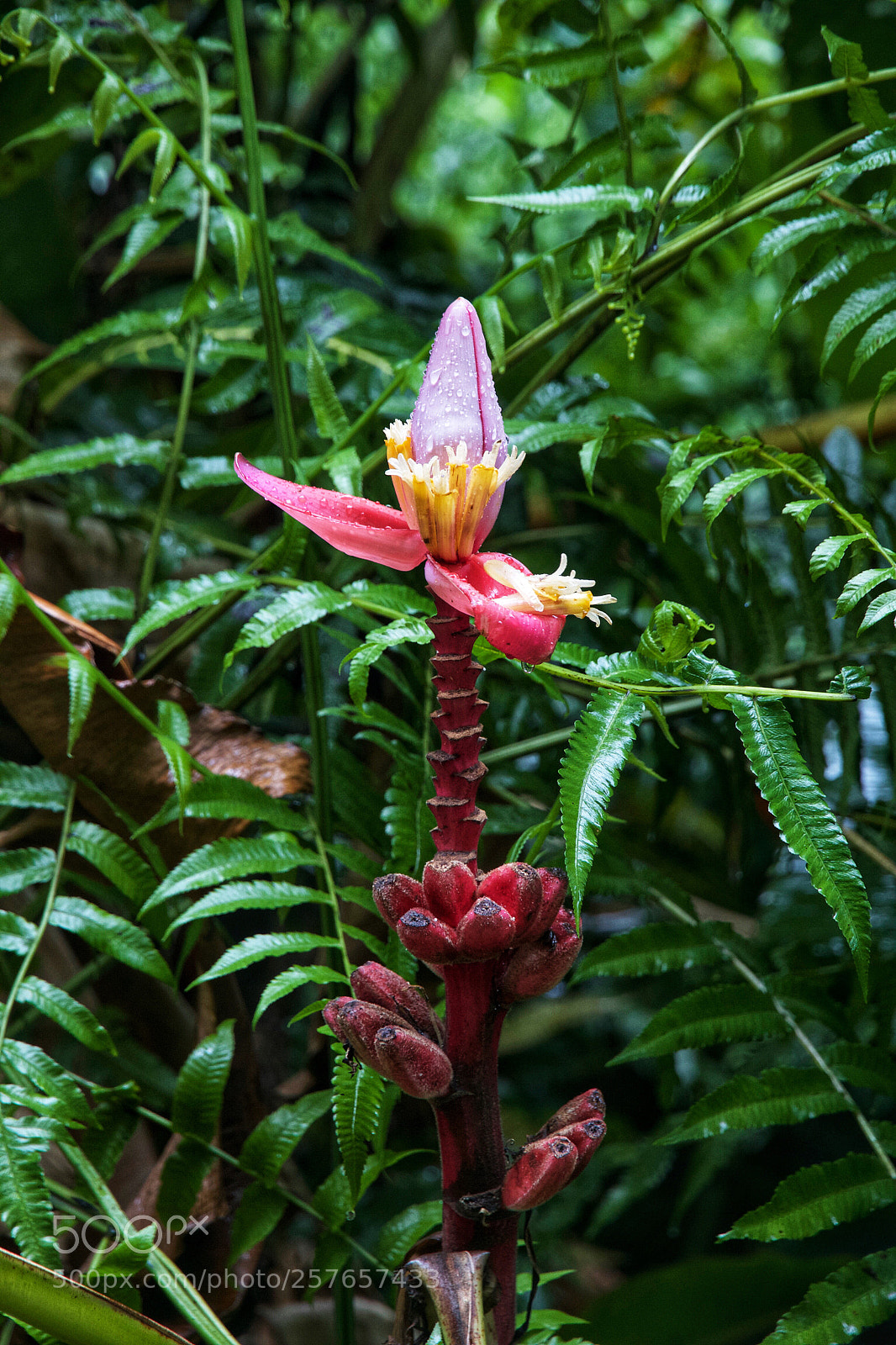 Canon EOS 7D sample photo. Red banana? photography