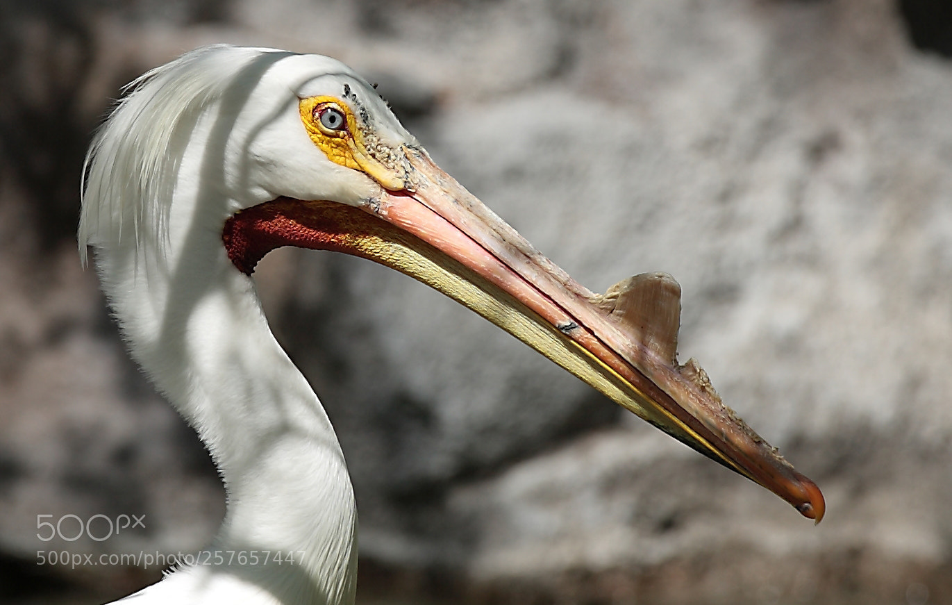 Canon EOS-1D Mark II N sample photo. Looks like a dinosaur. photography