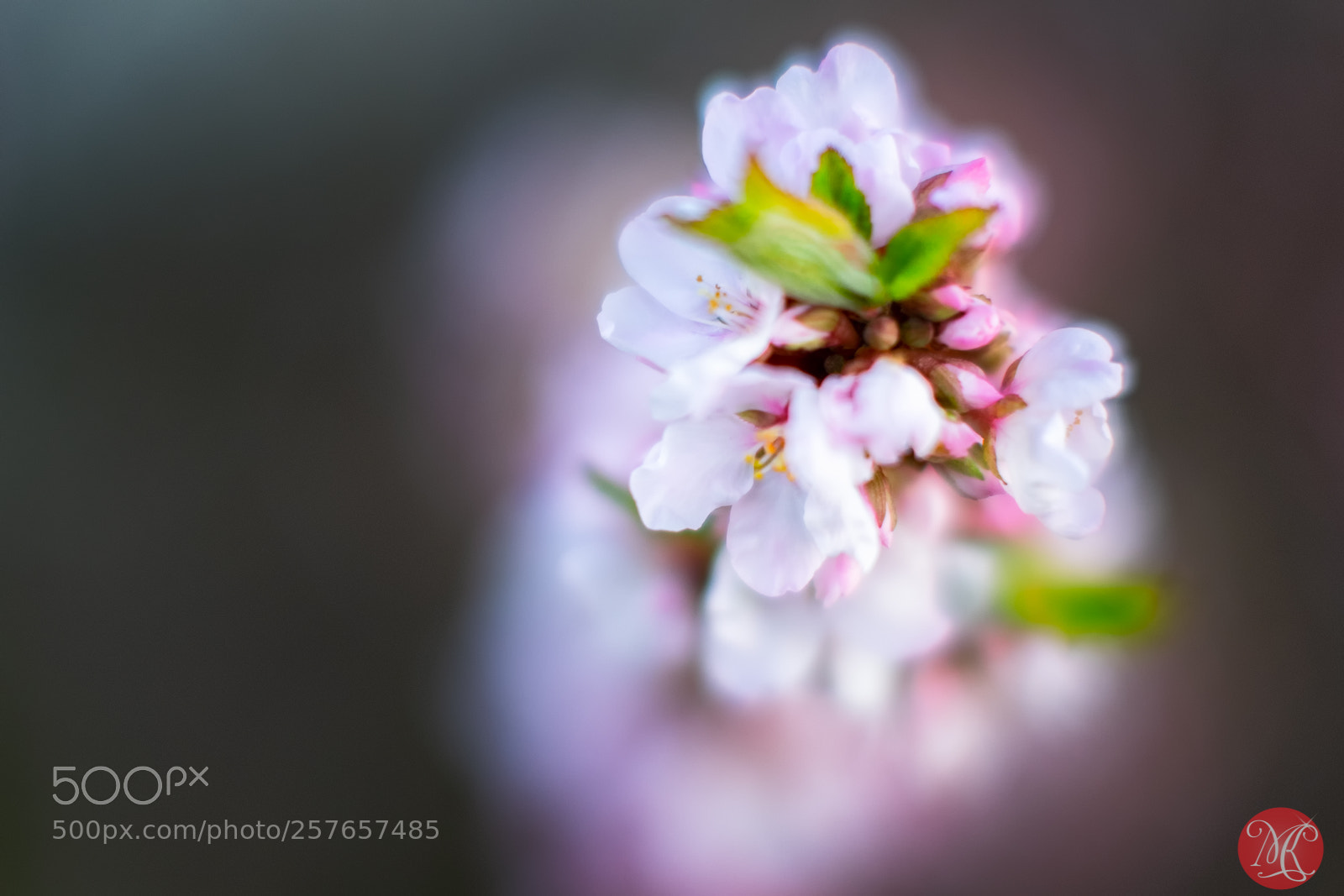 Fujifilm X-T1 sample photo. Spring magic 14 photography