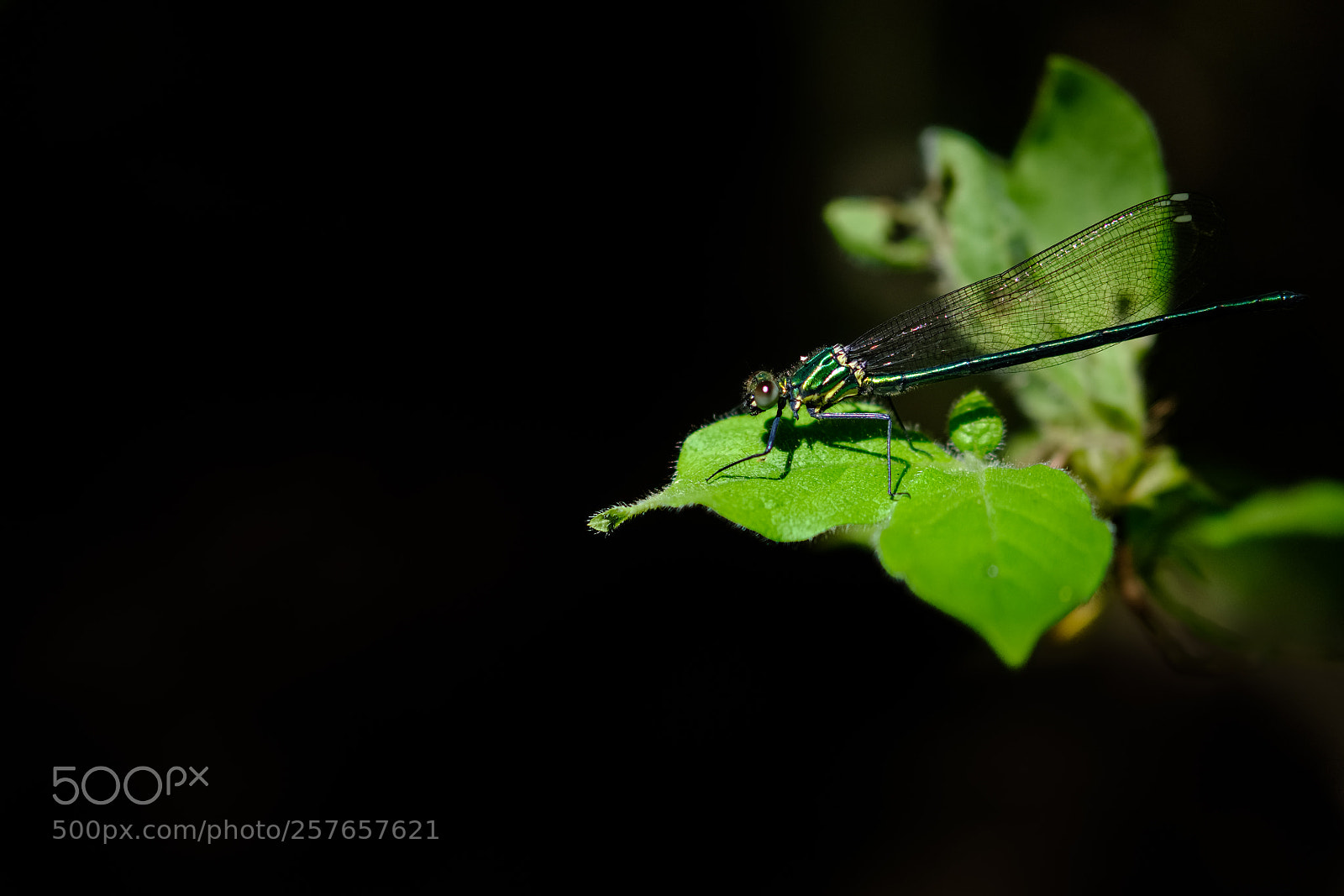 Fujifilm X-T2 sample photo. Green dragon photography