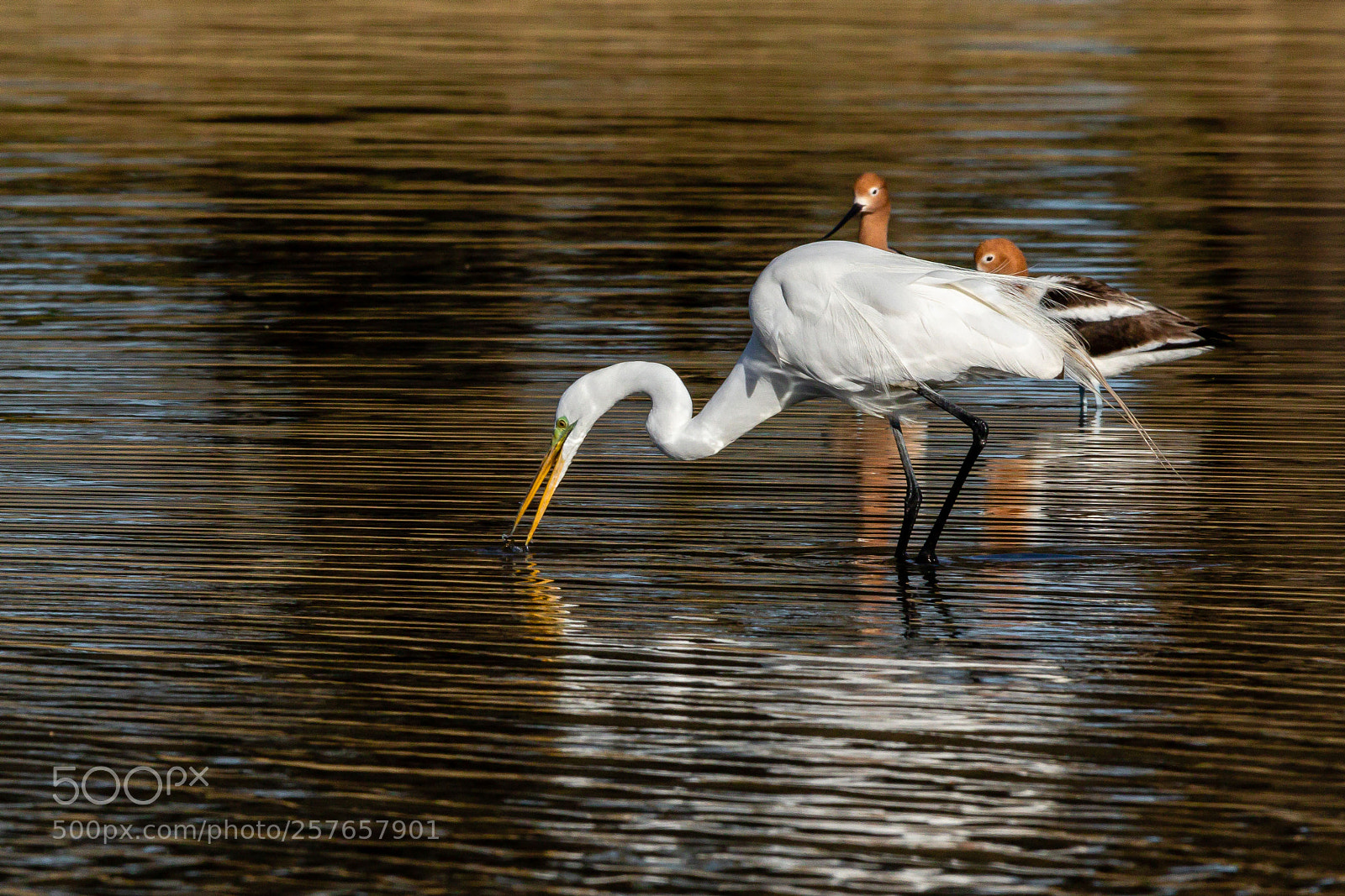 Canon EOS 7D Mark II sample photo. Great egret with american photography