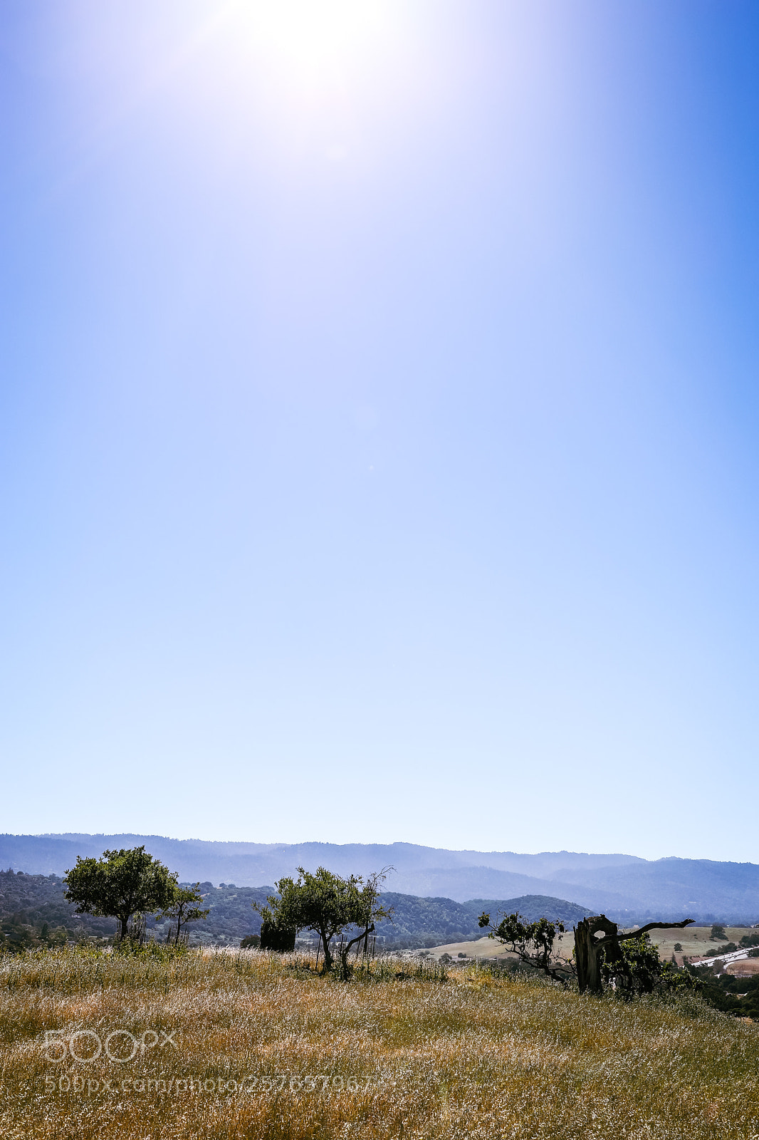 Canon EOS 5D Mark IV sample photo. Trees against the mountain photography