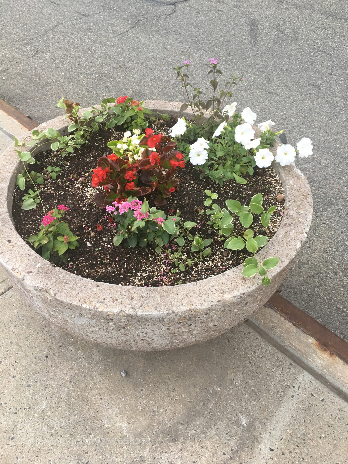 Apple iPhone 6s Plus sample photo. Planter photography